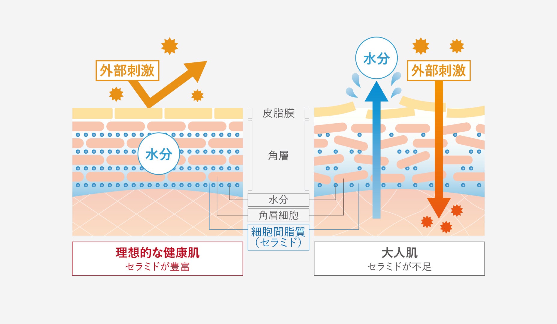 刺激・加齢に負けない、うるおい肌のカギ「細胞間脂質」