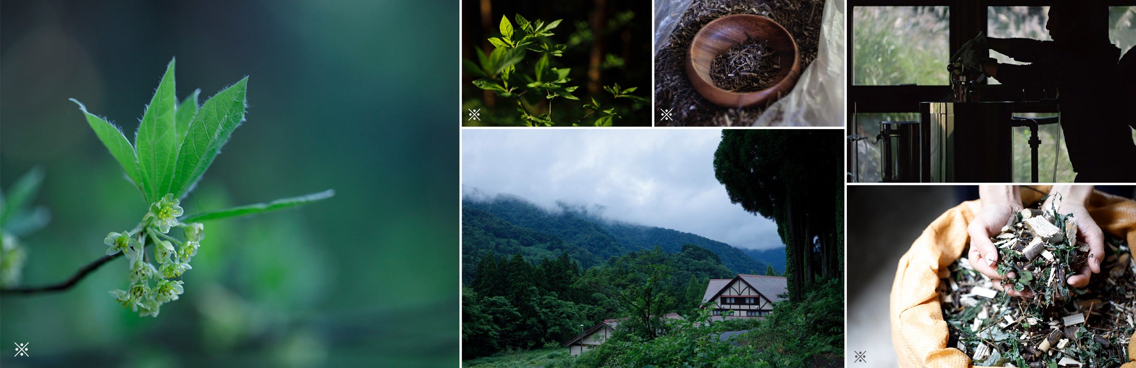※保湿成分（クロモジ葉／小枝油）
