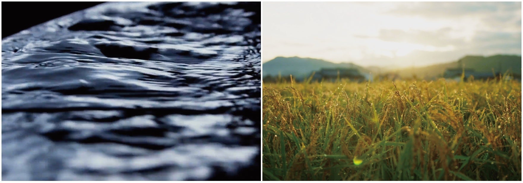 原料のクロモジの生息地と同じ白山麓を源流地とする福光屋の仕込み水「百年水」と契約栽培する有機米