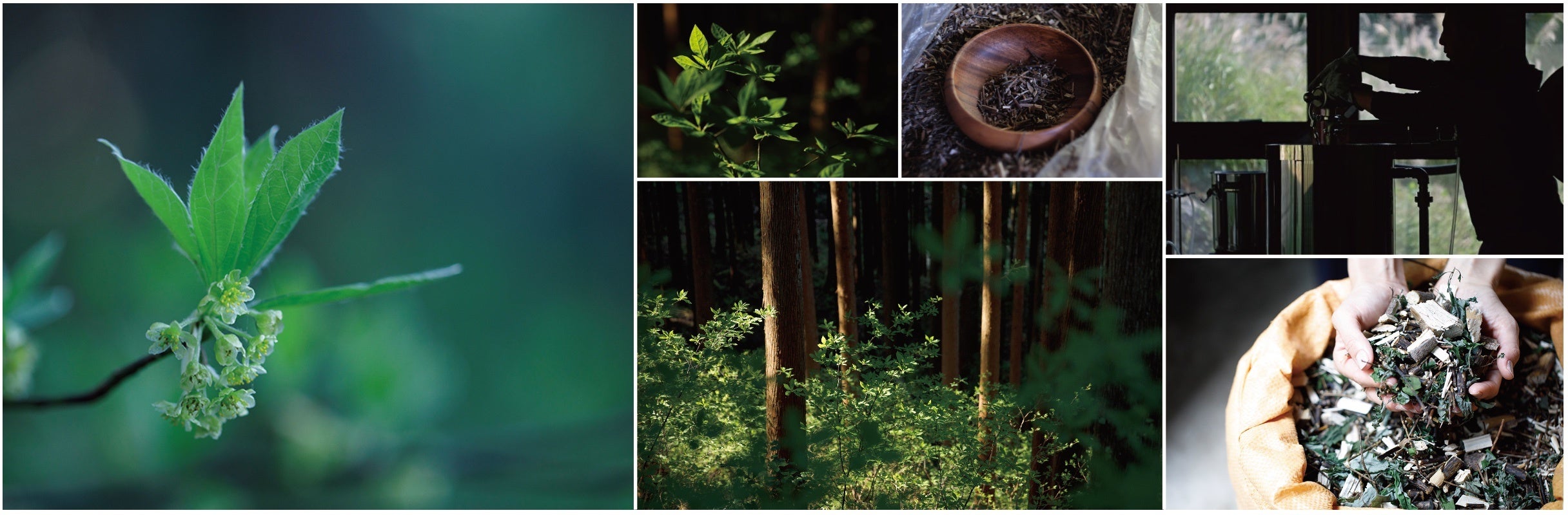 白山に自生するクロモジ