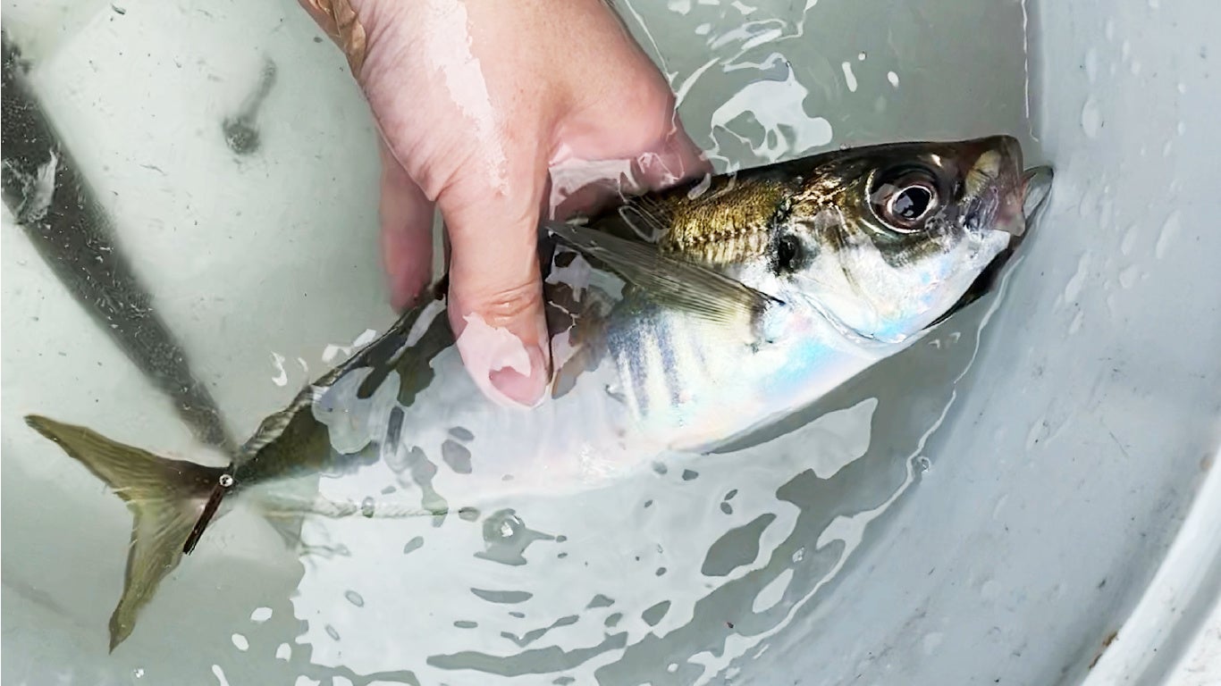 New売り切れる前に タネ マキ 活性ブースター アジ サバ イワシ 24個入り Materialworldblog Com