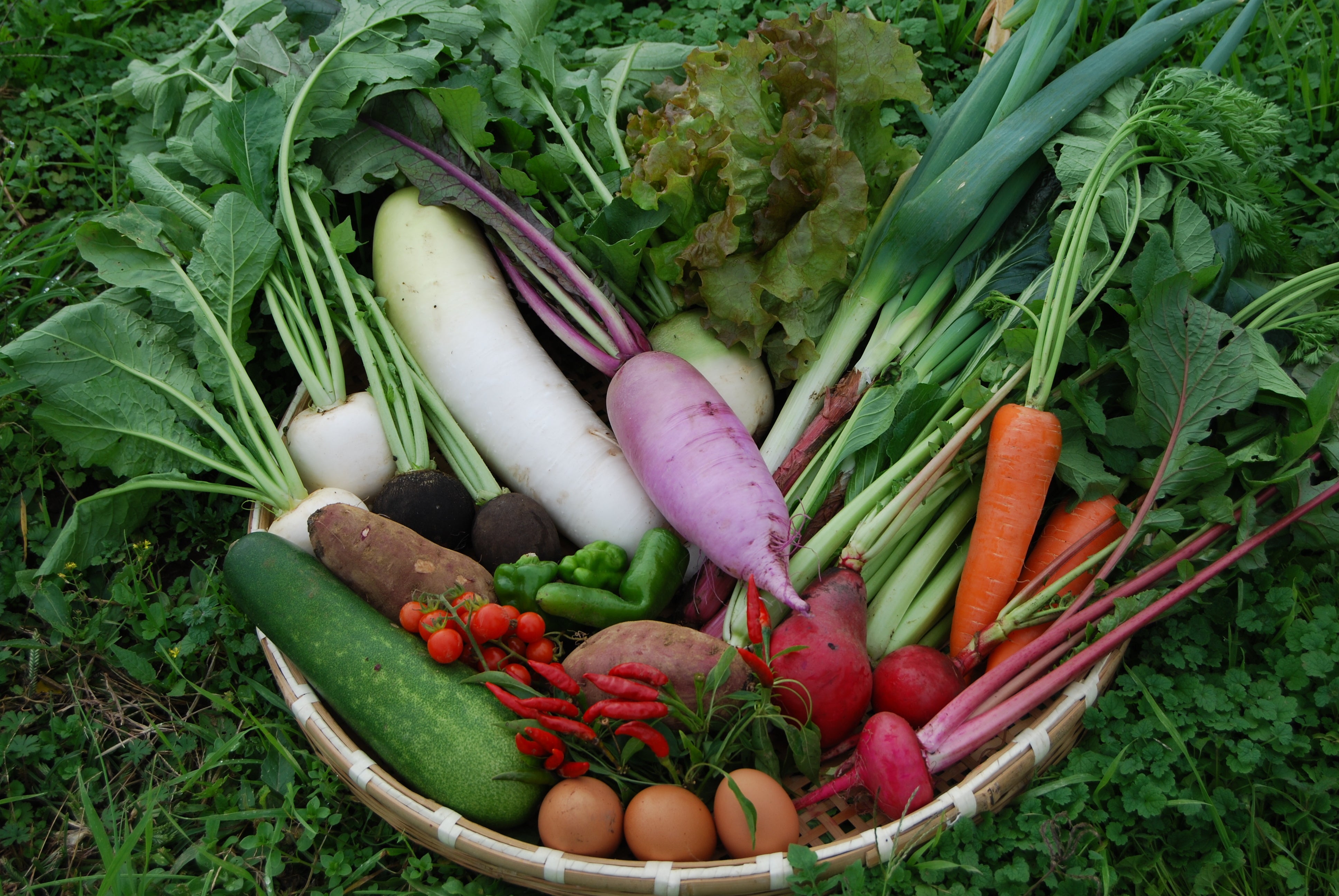 収穫する野菜（イメージ）
