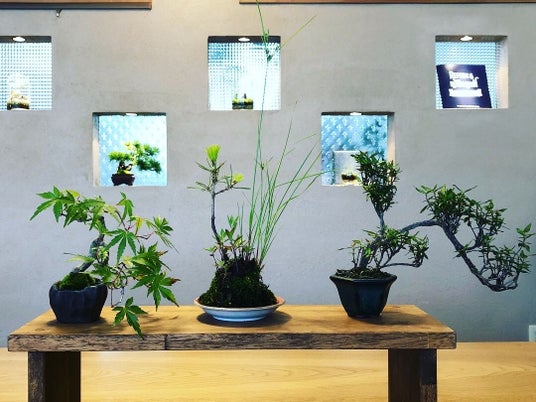 400年の歴史ある川口ブランド「盆栽」づくりを体験! 400年の歴史ある川口ブランド「盆栽」づくりを体験!