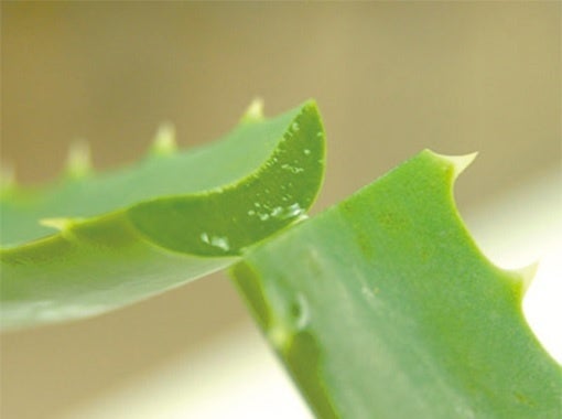 アロエベラ葉エキス