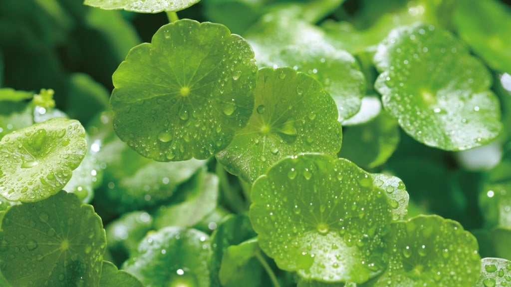 ツボクサエキス