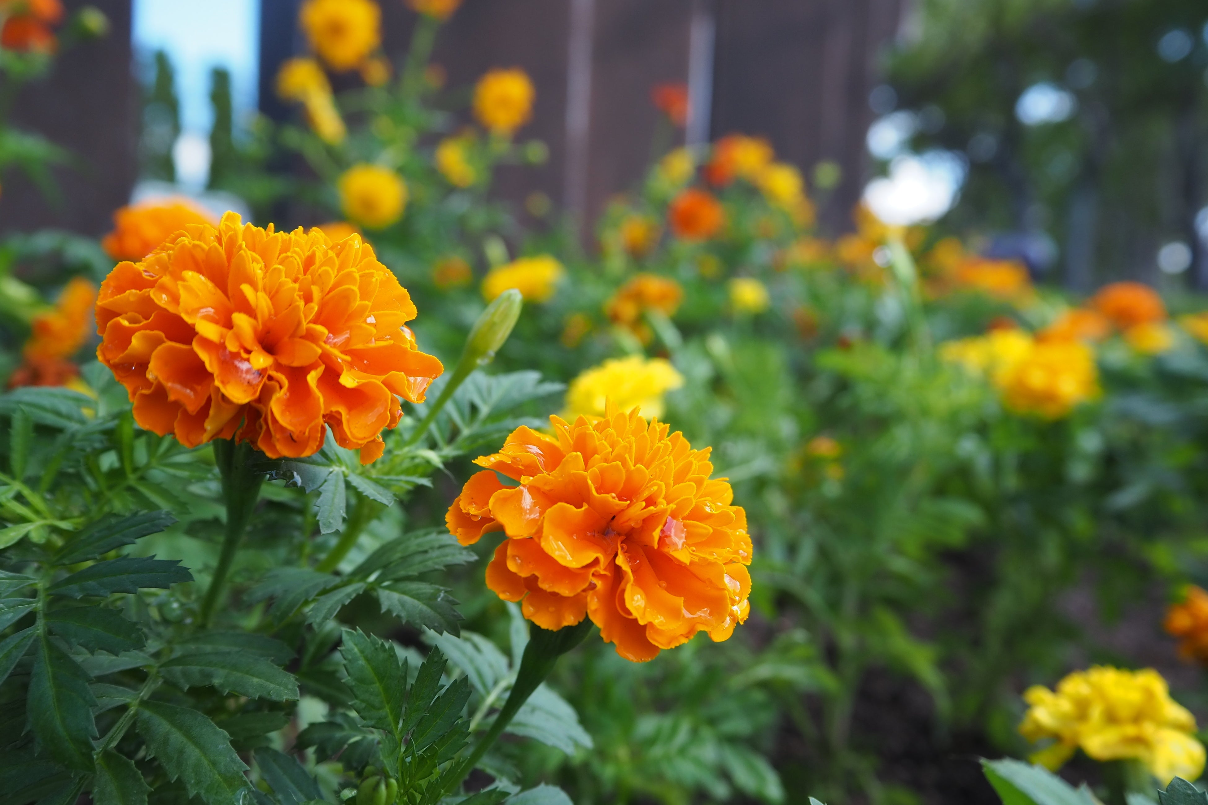 オレンジ色が眩しいマリーゴールド