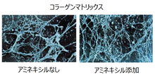 図 2：コラーゲンマトリックスに対する　　アミネキシルの影響