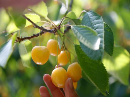 大橋さくらんぼ園