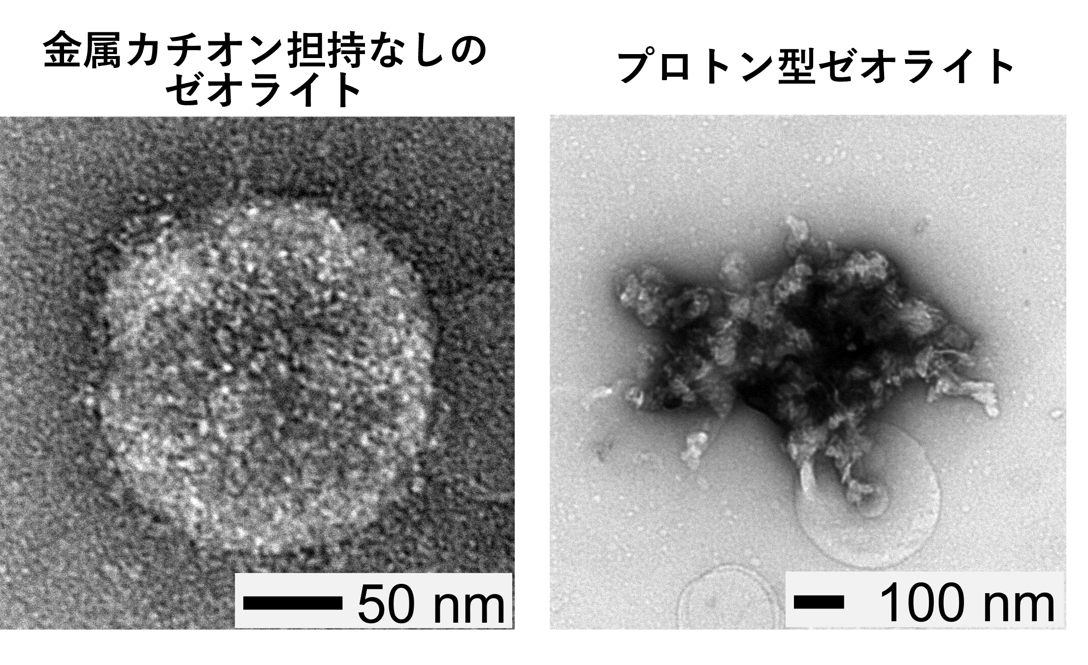 図3：ウイルスの透過型電子顕微鏡画像
