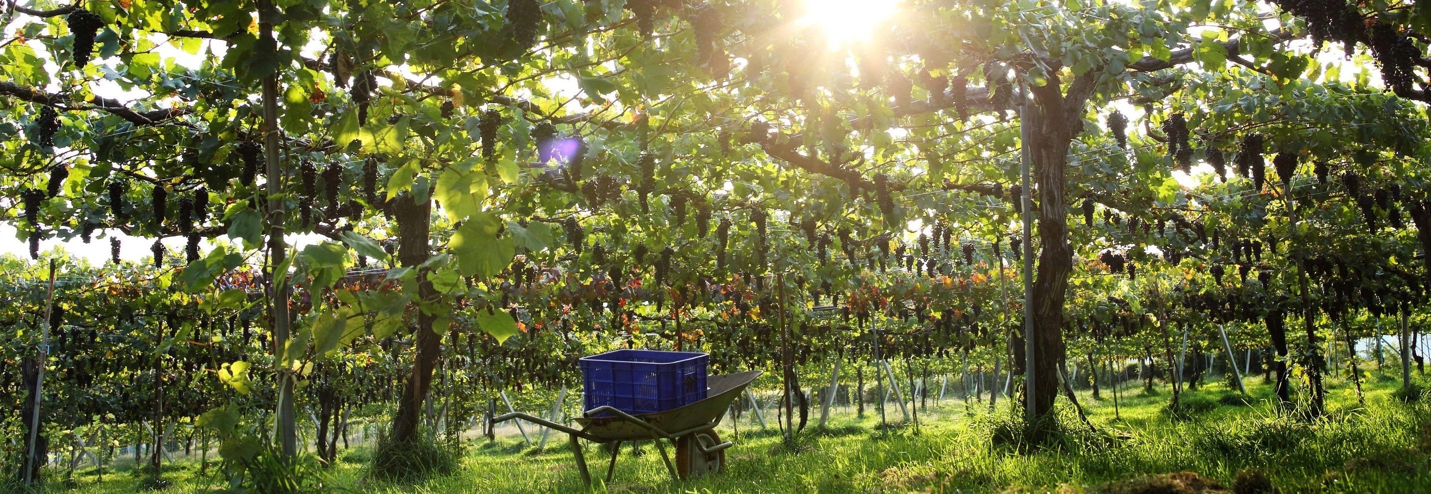 塩尻市内ワイナリーぶどう棚