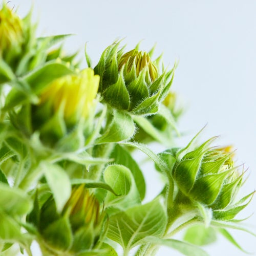 青山フラワーマーケット 8月1日より 青山ヒマワリ祭りを開催 株式会社パーク コーポレーションのプレスリリース