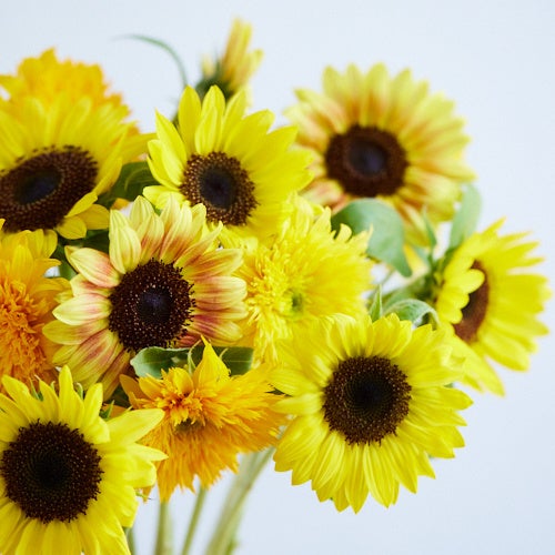 青山フラワーマーケット 8月1日より 青山ヒマワリ祭りを開催 株式会社パーク コーポレーションのプレスリリース