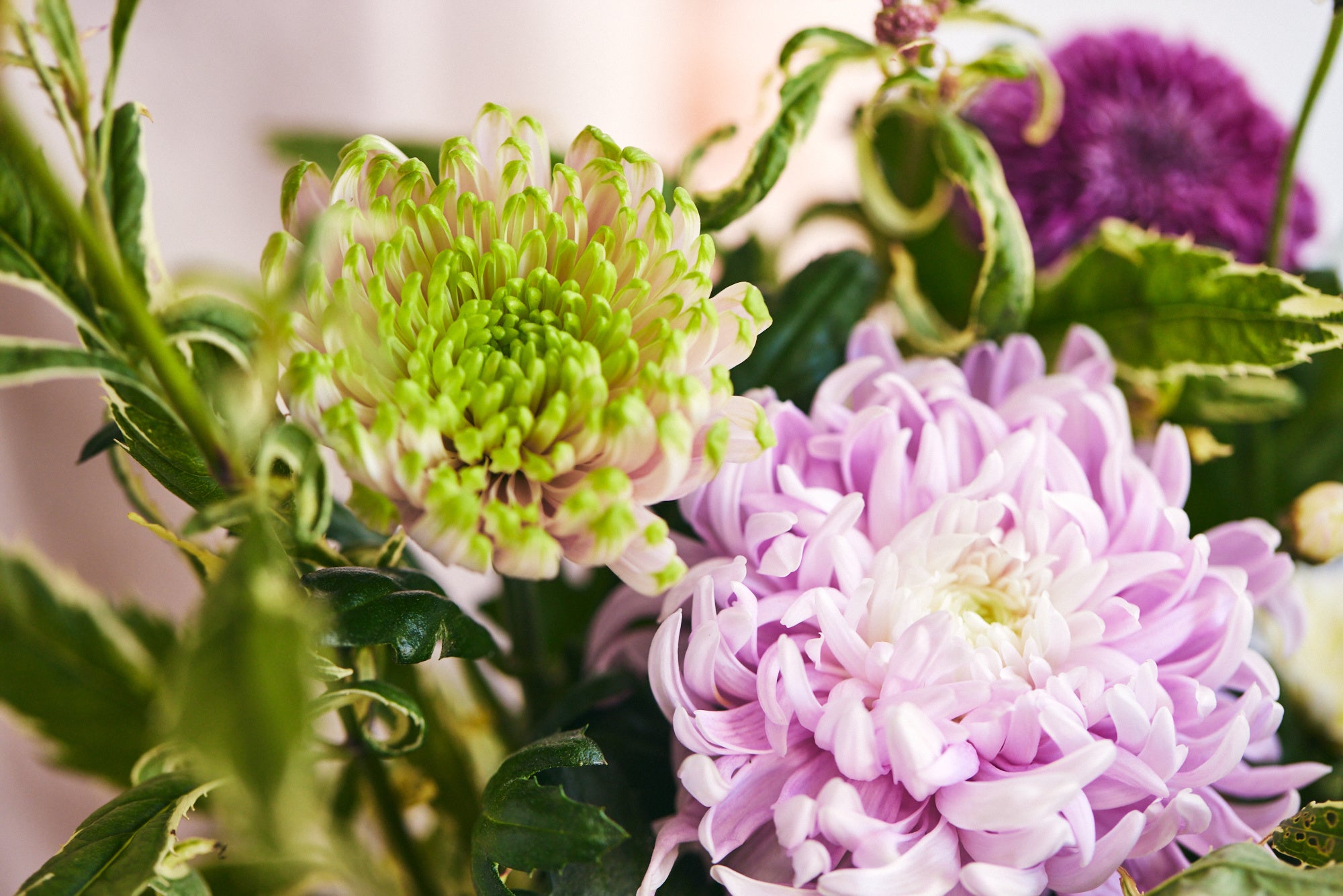 青山フラワーマーケット 秋の訪れを花で楽しもう ９月は重陽の節句とお月見 株式会社パーク コーポレーションのプレスリリース