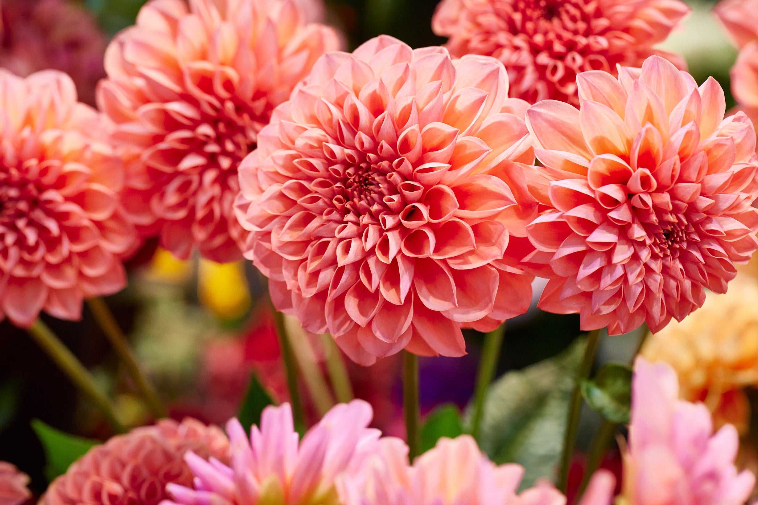 昨年人気品種投票1位「NAMAHAGEラブ」