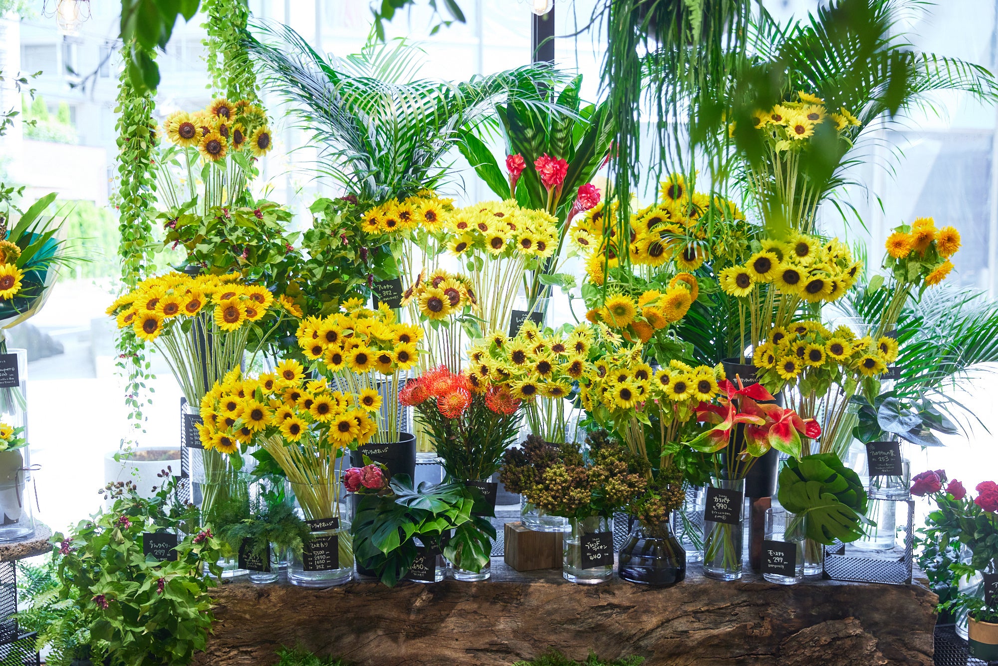 青山フラワーマーケットの青山花祭】夏に推したい花はどっち