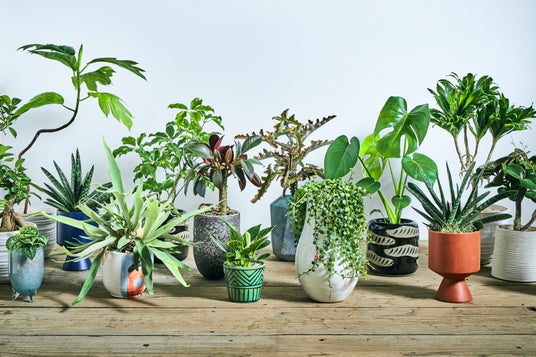 3月28日新店「青山フラワーマーケット 大井町トラックス店」オープン。最大面積の観葉植物売り場で「一点もの」などを展開 3月28日新店「青山フラワーマーケット 大井町トラックス店」オープン。最大面積の観葉植物売り場で「一点もの」などを展開