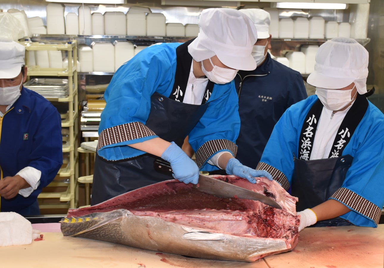 地元高校生がすごい!!福島県立小名浜海星高等学校生徒が「生本まぐろの解体ショー」を実施しました 第2弾(株式会社マルト)