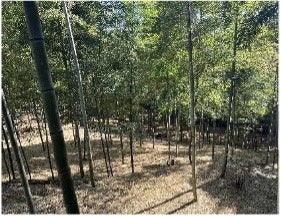 栽培目的に整備された竹林