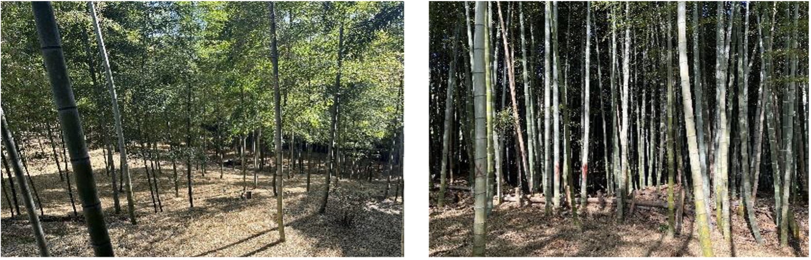 (左)栽培目的に整備された竹林、(右)放置竹林