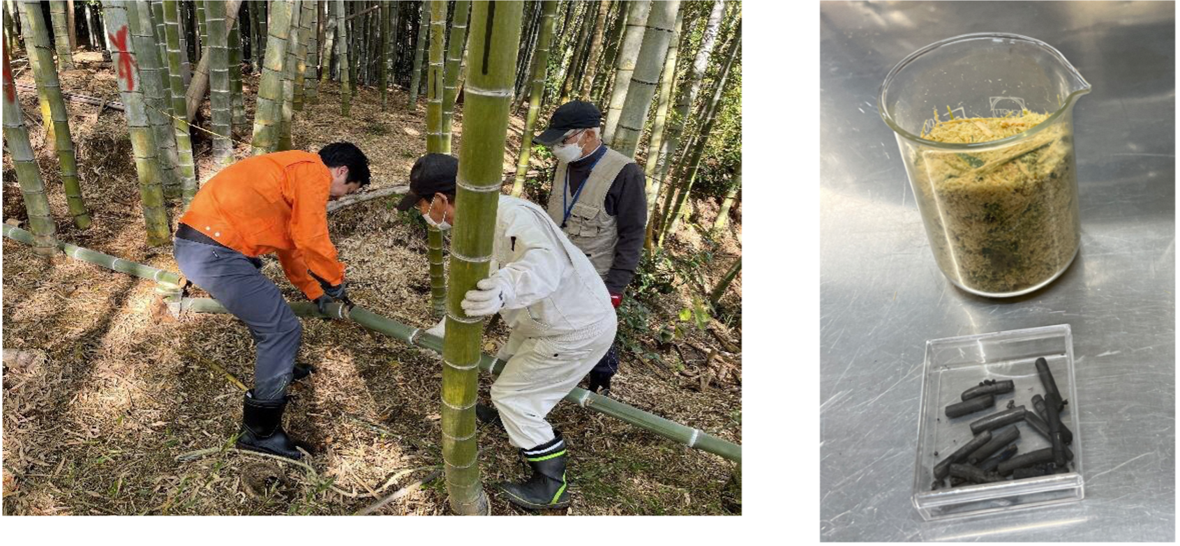（左）向日市の竹林での竹採取の様子、（右）向日市の竹がチップ化されたものと、竹の一部が炭化されたもの