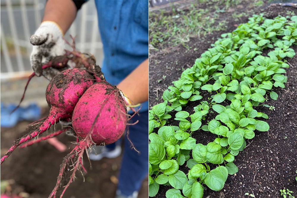 土壌混合法でつくった土を使ったさつまいも栽培と収穫の様子