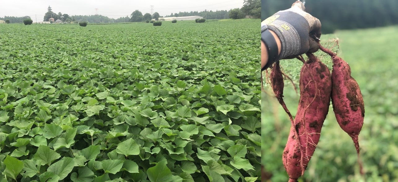 ▲ローソンファーム千葉の畑とさつまいも