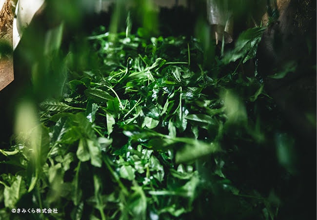 摘みたての新茶