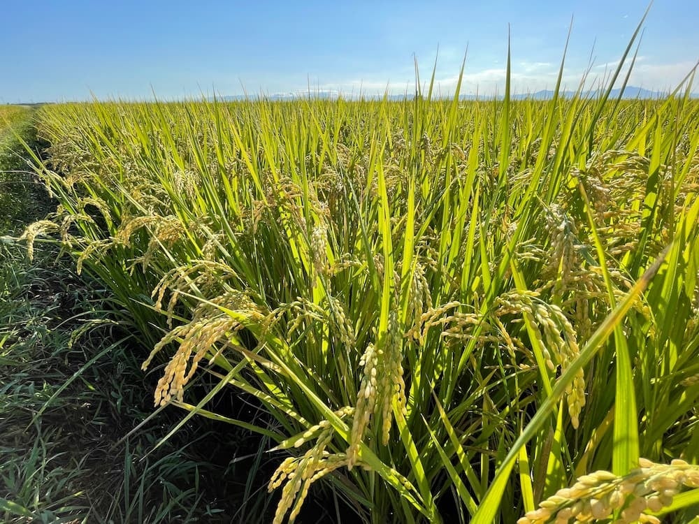 「サステナビリティ」メニューで使用される日本米の田