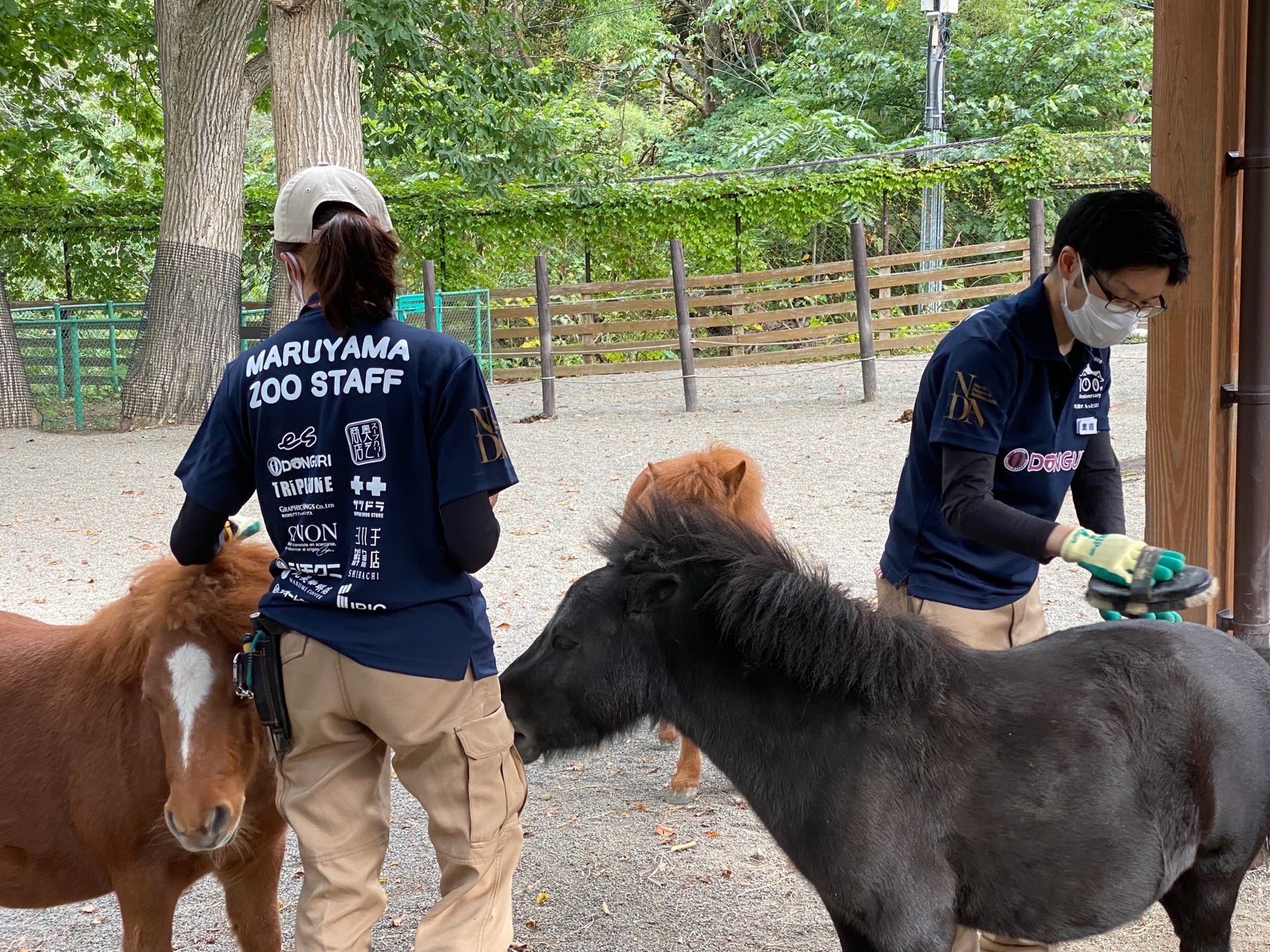 園内の「こども動物園」でシェトランドポニーの世話をするスタッフ