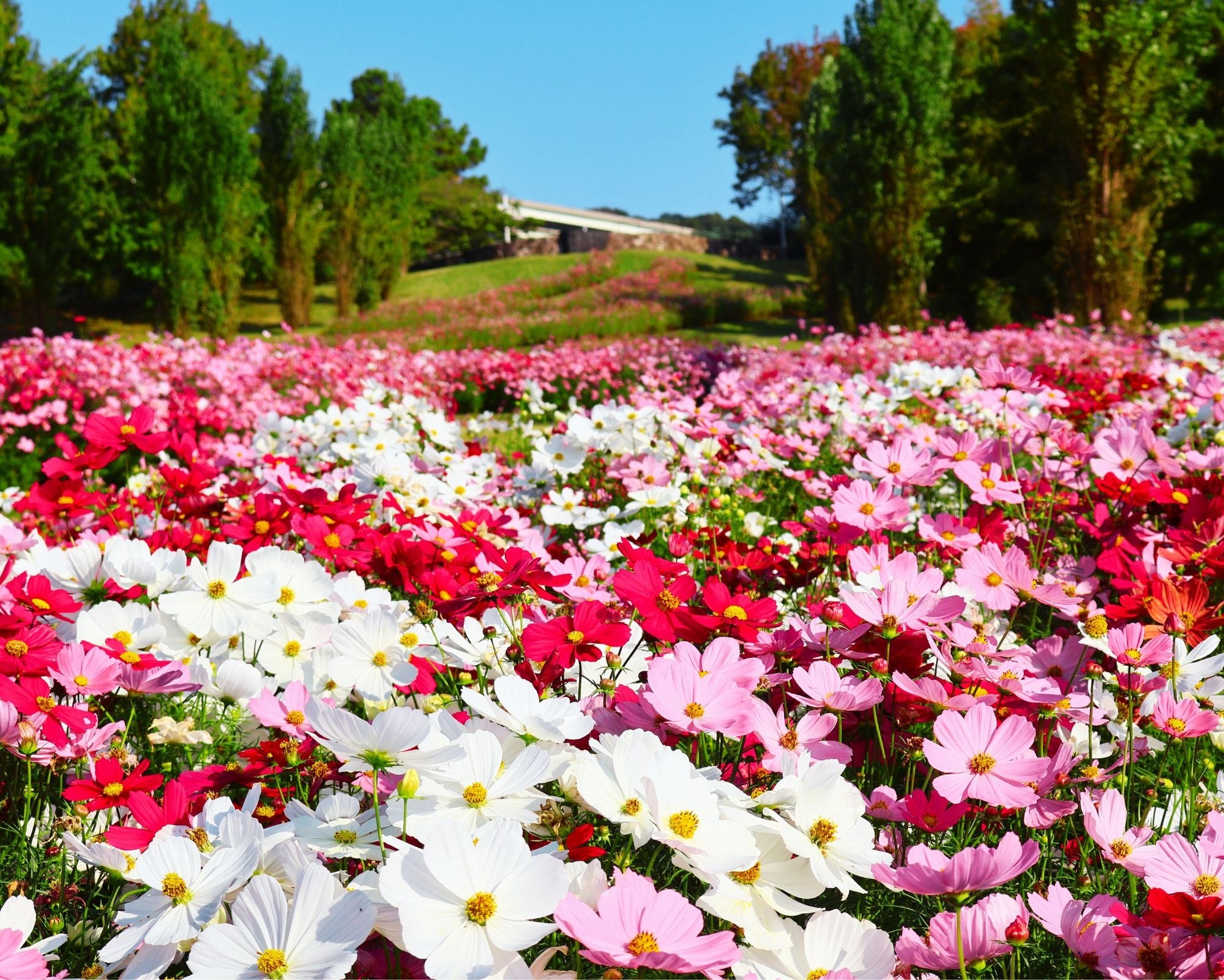 【関西唯一】国営公園の中に泊まれる!アクアイグニス淡路島Trailer Parkで、“花の楽園ステイ”が実現