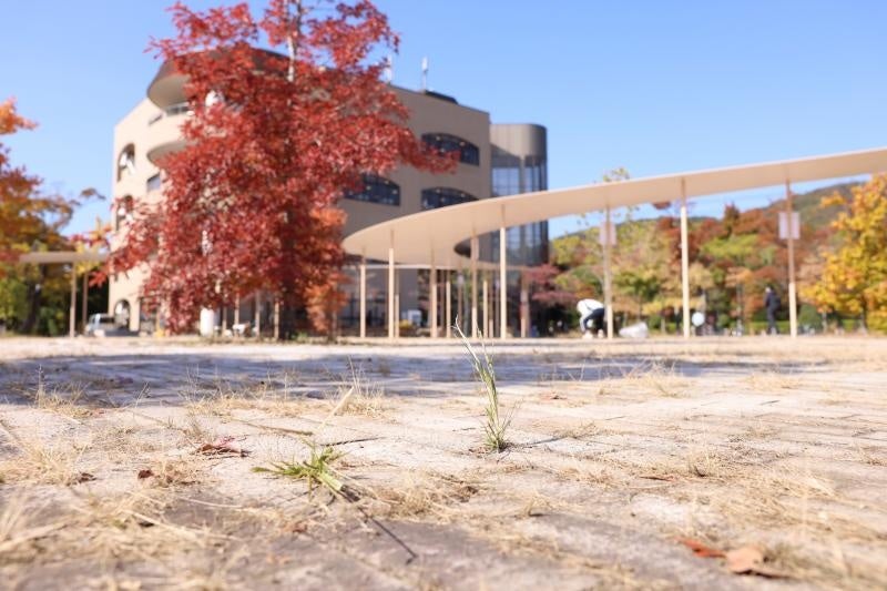 草刈り前のパーゴラ