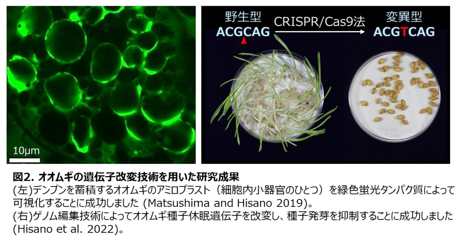 岡山大学】遺伝子・ゲノムの改変で環境変動に適応した高品質な
