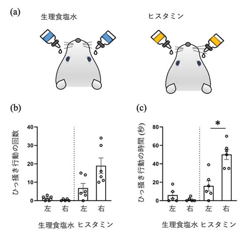 (a) 生理食塩水(コントロール)またはヒスタミンをラットの目へ両側投与した。生理食塩水、またはヒスタミン投与後60分間の後足によるひっ掻き回数(b)、および時間(c) P< 0.05 with Wilcoxon signed rank test.