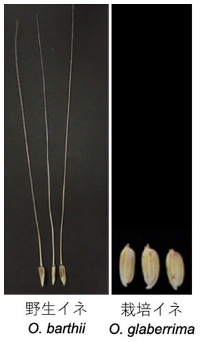 図1. 野生イネ（有芒）と栽培イネ（無芒）の種子。種子の上に長く伸びる突起状の構造物が芒