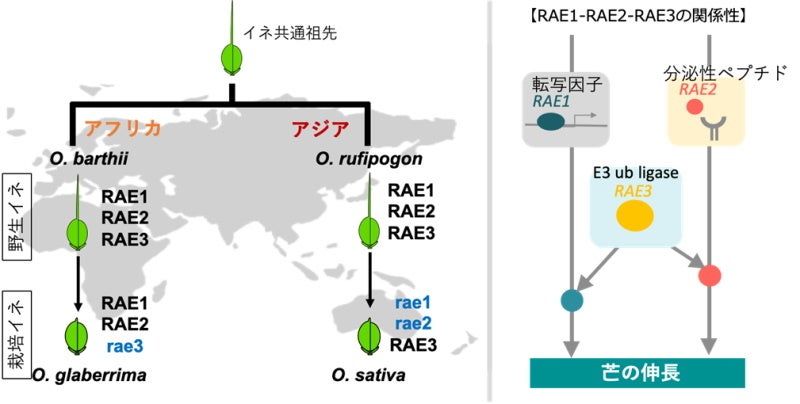 図3. 予想されるアジアとアフリカにおけるRAE1、RAE2、RAE3遺伝子の選抜過程とRAE1-RAE2-RAE3の遺伝学的関係性