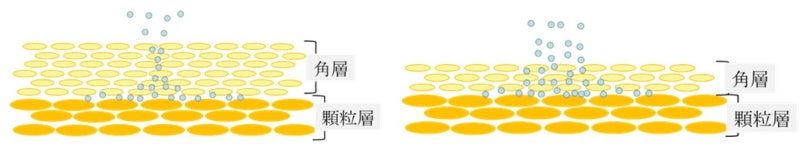 皮膚の中から角層の表面へ蒸発する水分の量は角層の厚さに関係する(角層が厚いと蒸発は少なく、薄いと蒸発は多くなる)