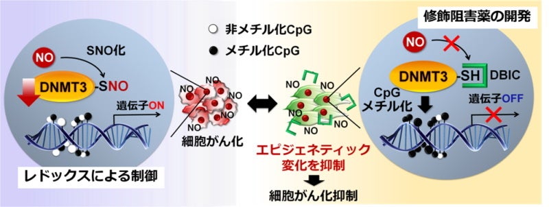 NOによるエピジェネティック制御を介した病態形成と阻害薬の作用