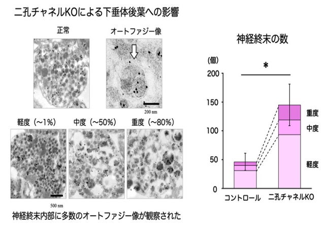 図２. 免疫電子顕微鏡による解析。二孔チャネルKOマウスにおいてオキシトシン放出が抑制されることにより、下垂体後葉における顆粒小胞の自食作用が促進される