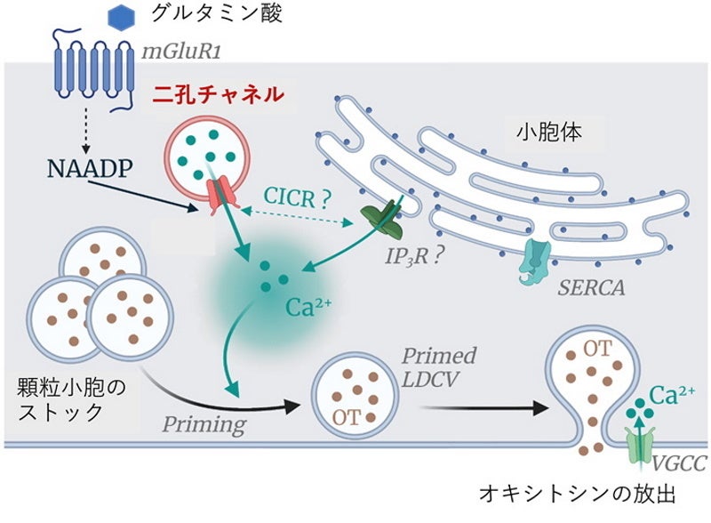 図1. 二孔チャネルが細胞内のCa2+濃度を上昇させることにより、オキシトシンの開口分泌、特にプライミング(顆粒小胞が細胞膜へ近づく)を誘導し、細胞外への放出を促す