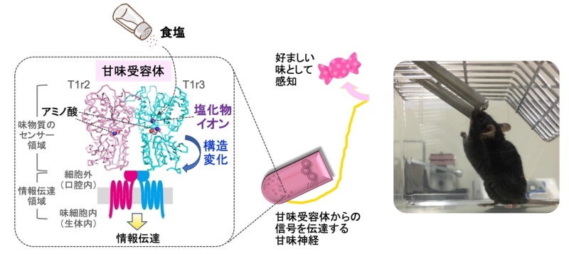 図.(左)今回の結果の概略図。(右)マウスを使った味覚実験の様子
