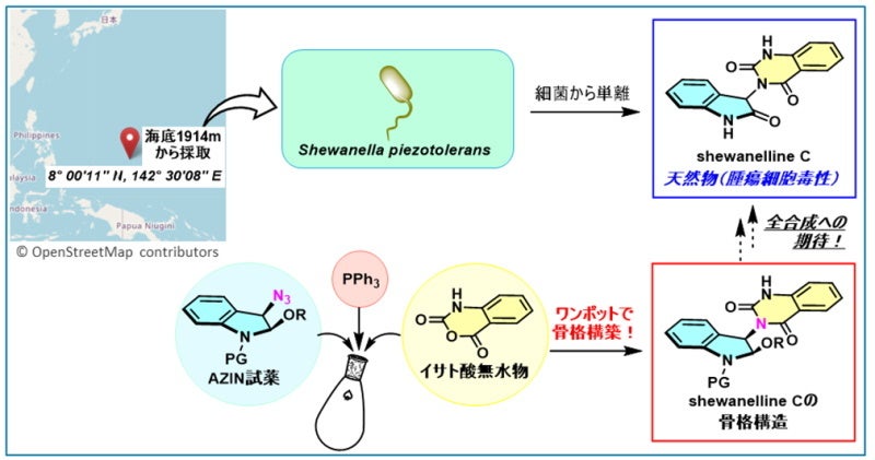 Shewanelline Cの構造とAZIN試薬からの合成