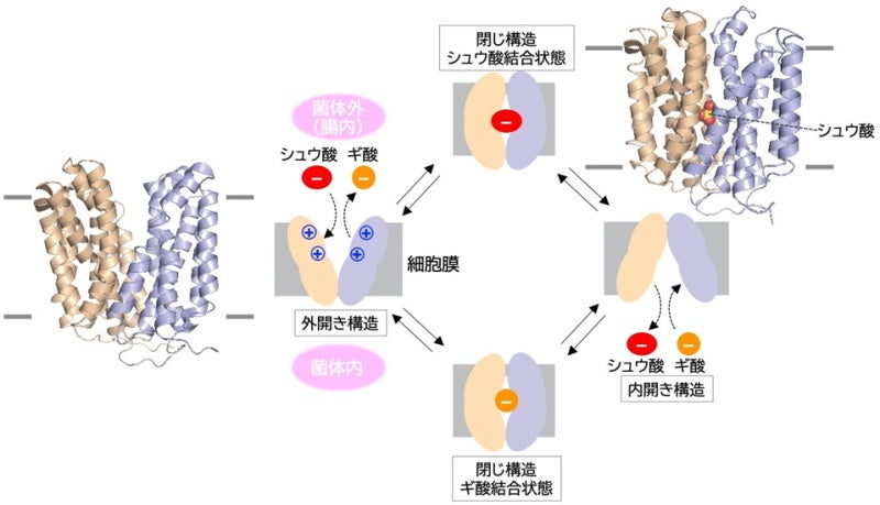 図.OxlTによるシュウ酸輸送過程と今回明らかになった結晶構造
