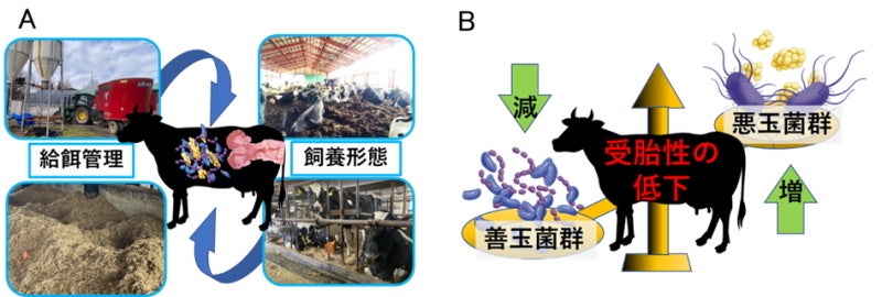 図.ウシの受胎性に関連した子宮内細菌叢解析で明らかになったこと。(A)給餌管理、飼養形態により子宮細菌叢の形成は異なる。(B)低受胎になると子宮内細菌叢において悪玉菌群が優勢となる