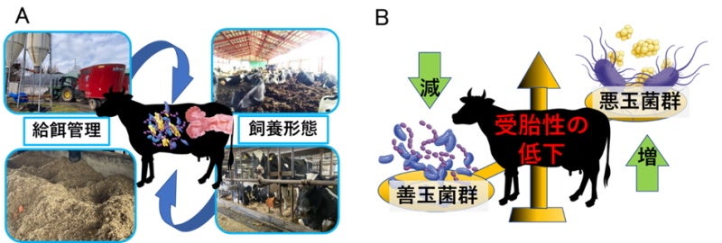 図．ウシの受胎性に関連した子宮内細菌叢解析で明らかになったこと。（A）給餌管理、飼養形態により子宮細菌叢の形成は異なる。（B）低受胎になると子宮内細菌叢において悪玉菌群が優勢となる