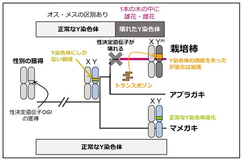 図1. 「壊れたY染色体」の進化モデル