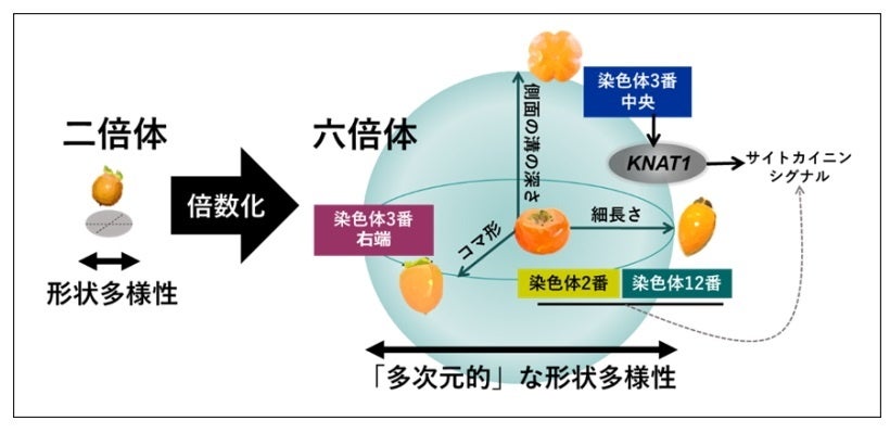 図3. 栽培柿における果実の形状多様性決定メカニズム