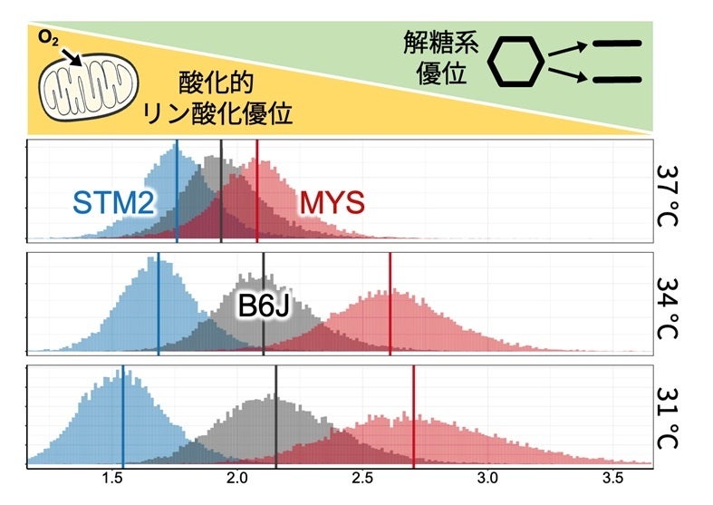 グルコース消費量と乳酸産生量の比
