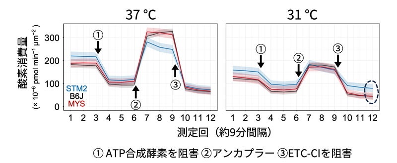 ES細胞の代謝様式の培養温度による変化を検証