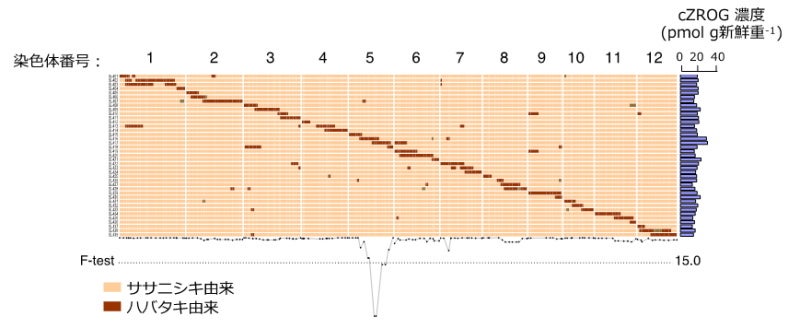 ササニシキ×ハバタキのCSSLにおけるサイトカイニンリボシド派生体（cZROG）内生濃度に影響を与えるQTLピークの検出