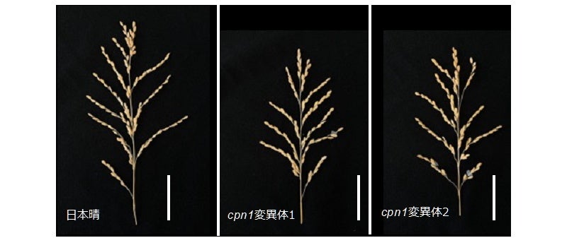 日本晴とcpn1変異体間での穂形態の比較